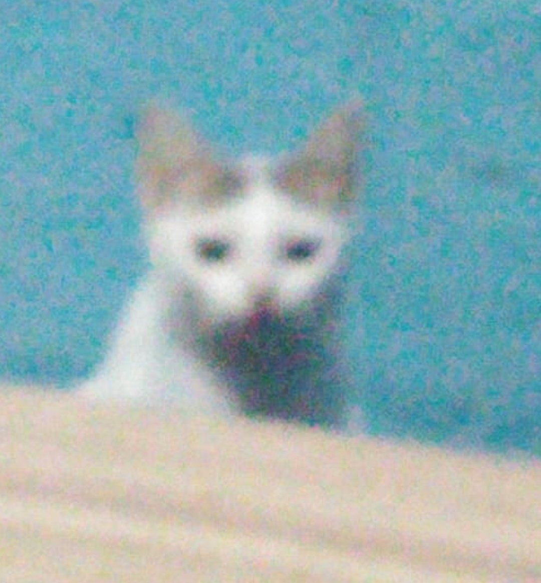 Enhance Blurry Kitten Photo reference image 1