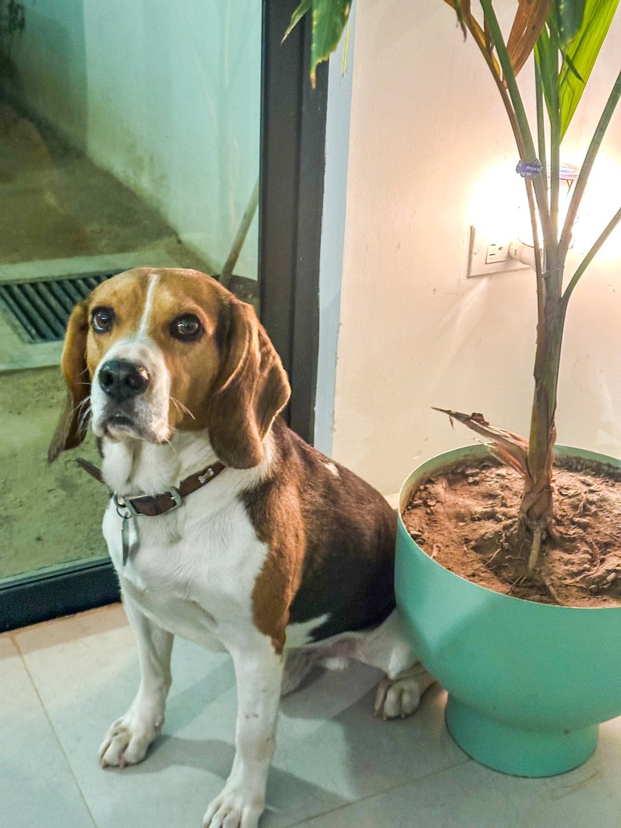 Vintage Beagle Botanical Plate reference image 1