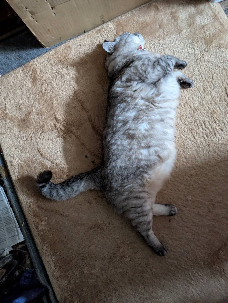 Cat Wearing Yoga Pants reference image 1