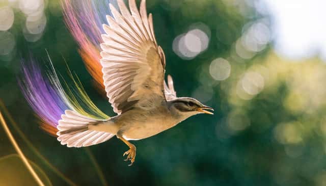 Realistic Bird with Artistic Traces preview