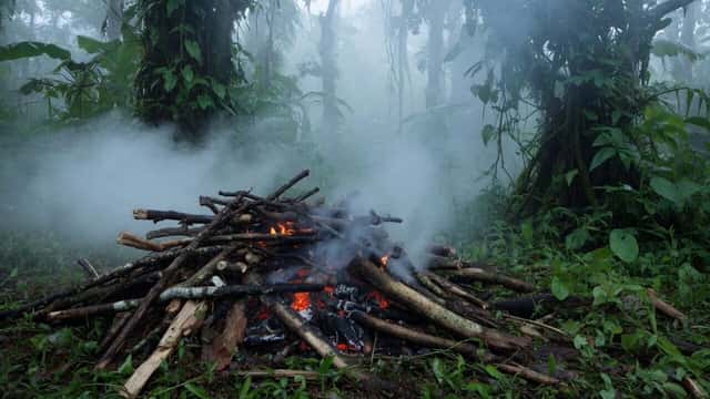 Jungle Woods Fire Video Prompt preview