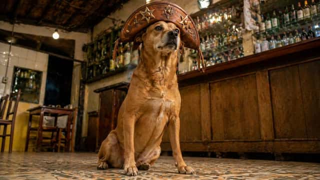 Dog in Leather Cangaceiro Hat at a Bar preview