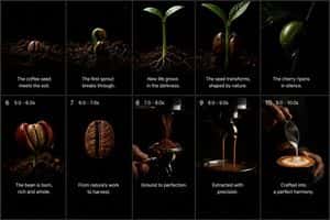 Cinematic Coffee Journey Storyboard preview