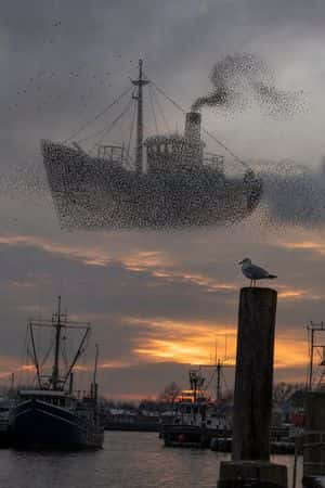 Harbor Murmuration Silhouette preview
