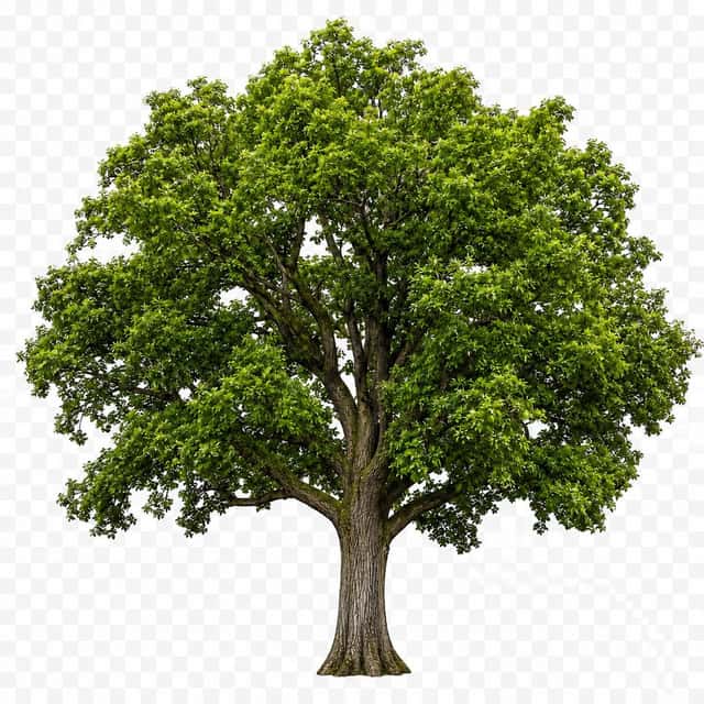 Isolated Tree on Checkerboard preview