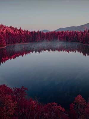 Crimson Forest Landscape Photography preview