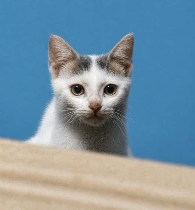 Enhance Blurry Kitten Photo preview