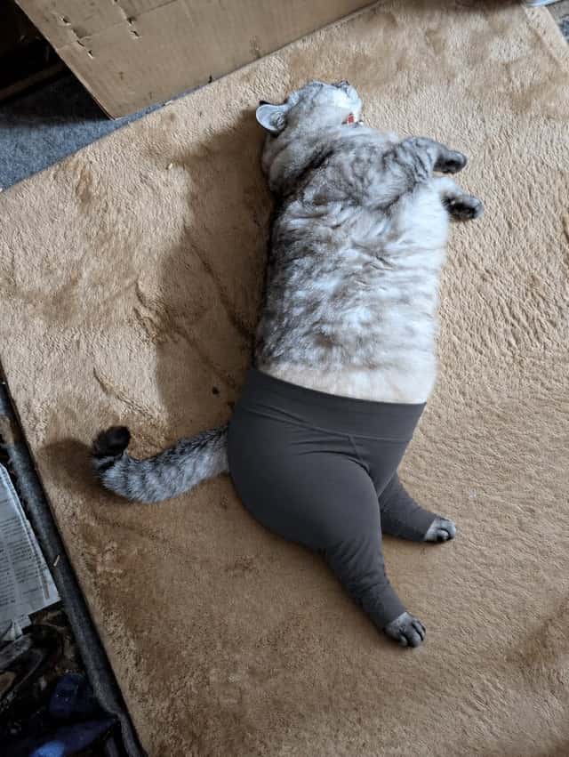 Cat Wearing Yoga Pants preview
