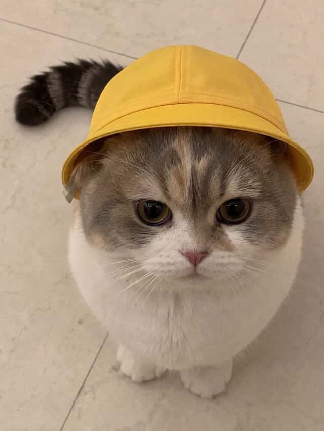 Talking Munchkin Cat Video Prompt preview