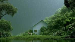 Rainy Cottage Garden With Sheep preview