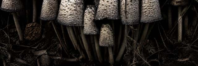 Moody Wide Macro Mushroom Cluster preview