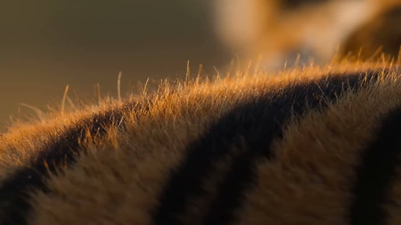 Seedance 2.0 video still: macro pull-focus onto a tiger's eye