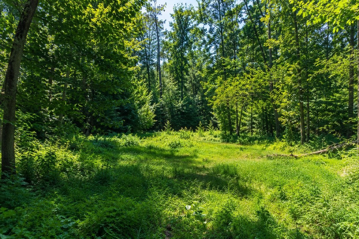 High Resolution Forest Clearing Photo
