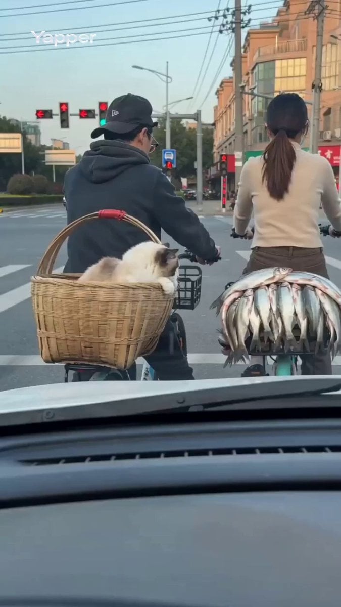 Ragdoll cat attempts to steal fish at a red light