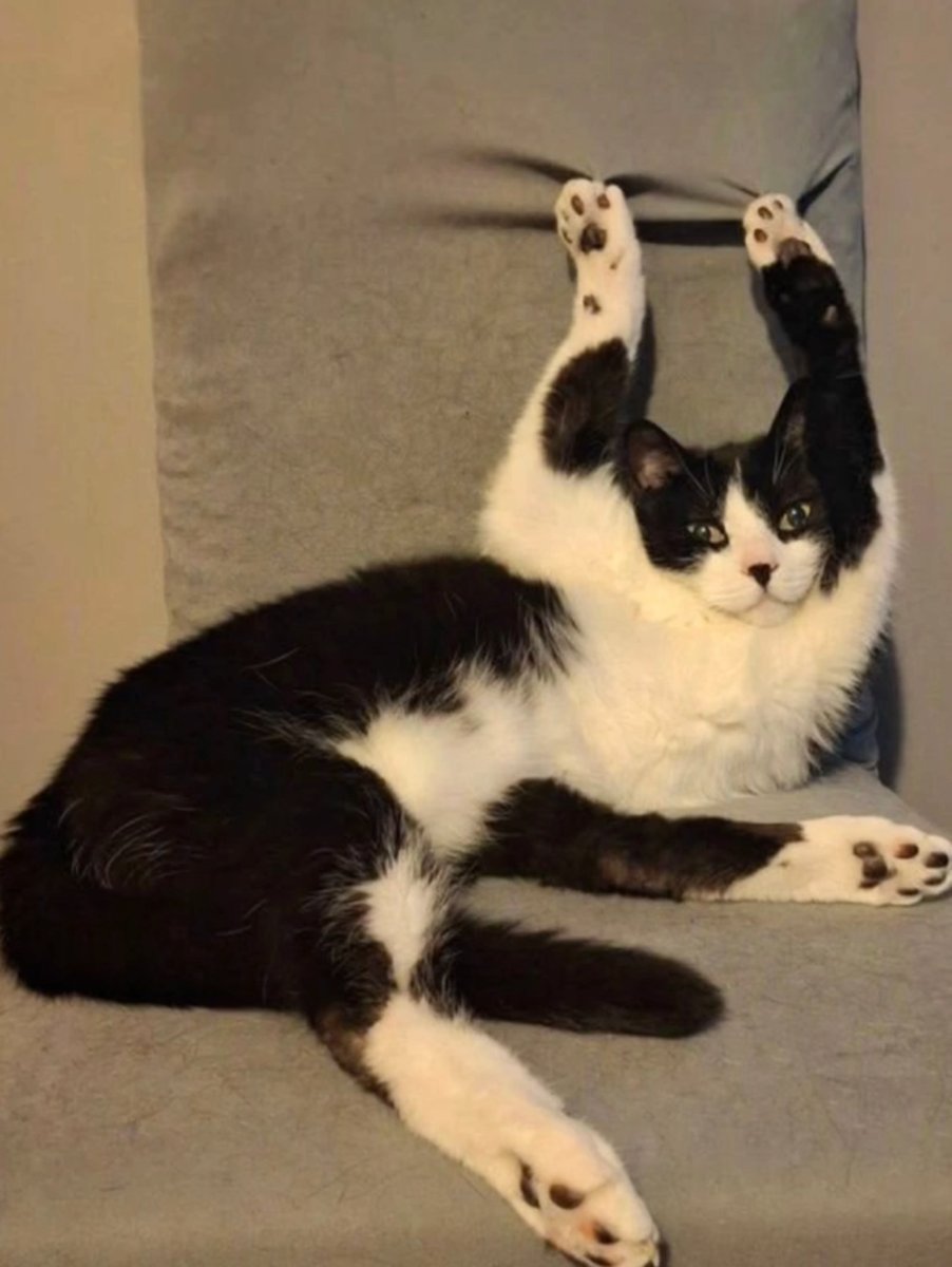 Japanese Journal Style Cat Diary reference image 1