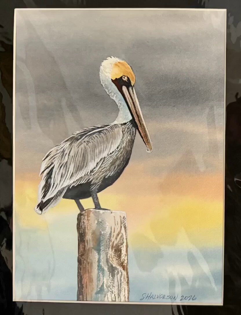 Animated Pelican Watercolor Painting