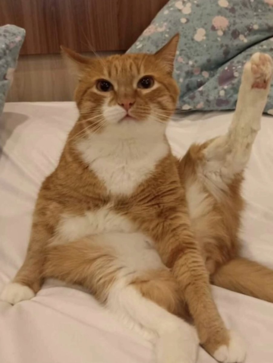 Japanese Journal Style Cat Diary reference image 2