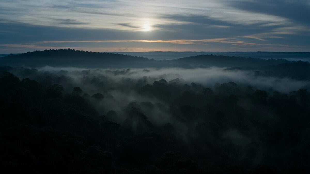 Dramatic Jungle Chase Sequence