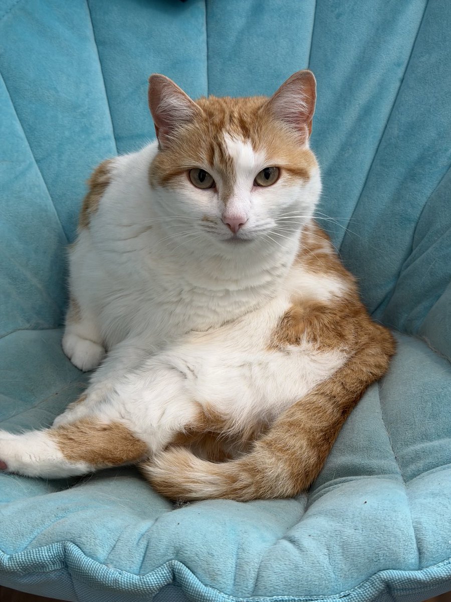 Cat to Human Portrait Transformation reference image 1