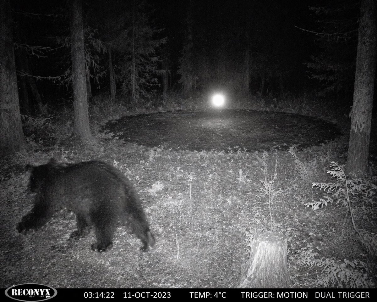 Paranormal Trail Camera Encounter