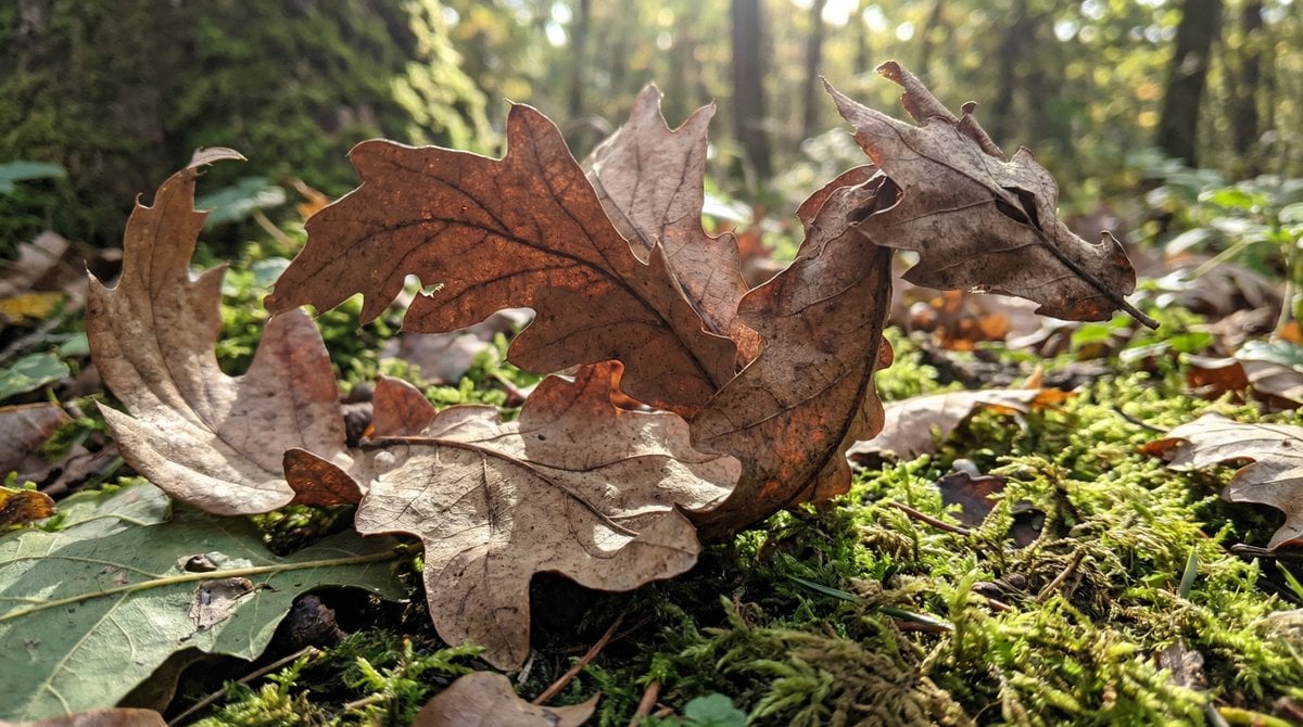 Dragon-Shaped Leaf