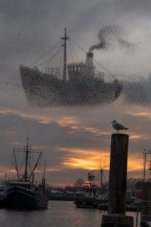 Harbor Murmuration Silhouette