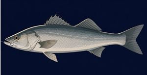 Hooked Sea Bass Setting Art