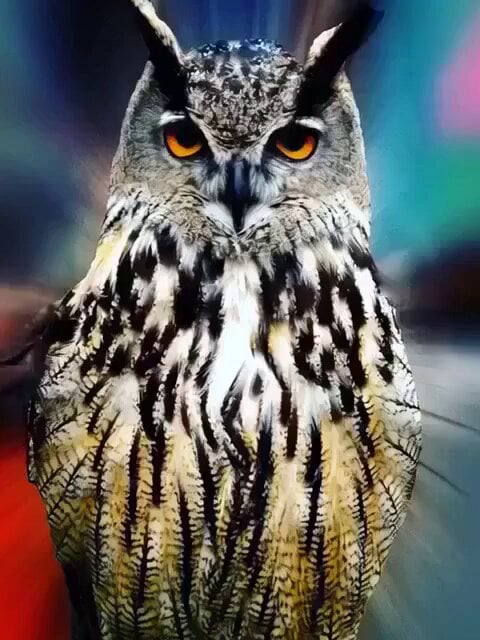 Wise Owl Animation