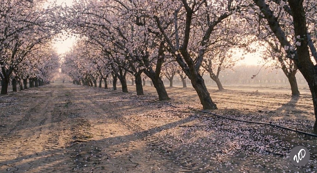 Detailed Almond Orchard Prompt