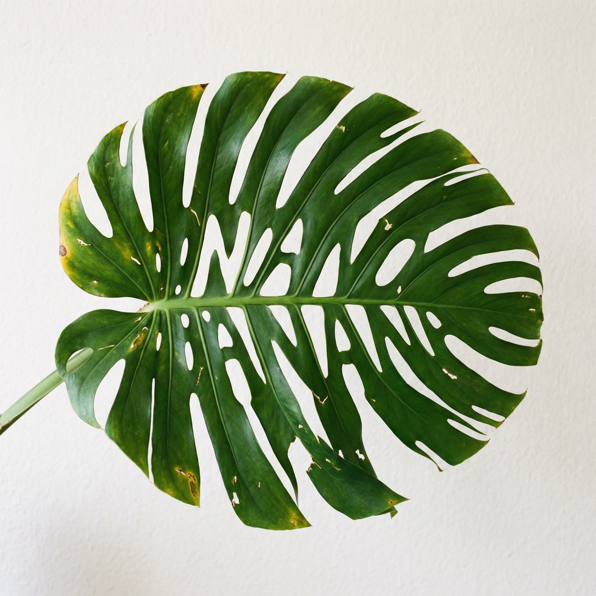 Monstera Leaf Logo Design