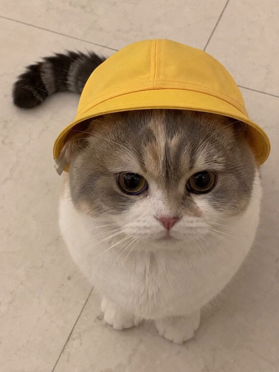 Talking Munchkin Cat Video Prompt