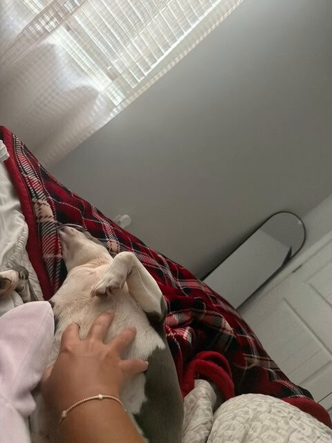 French Bulldog Belly Rub