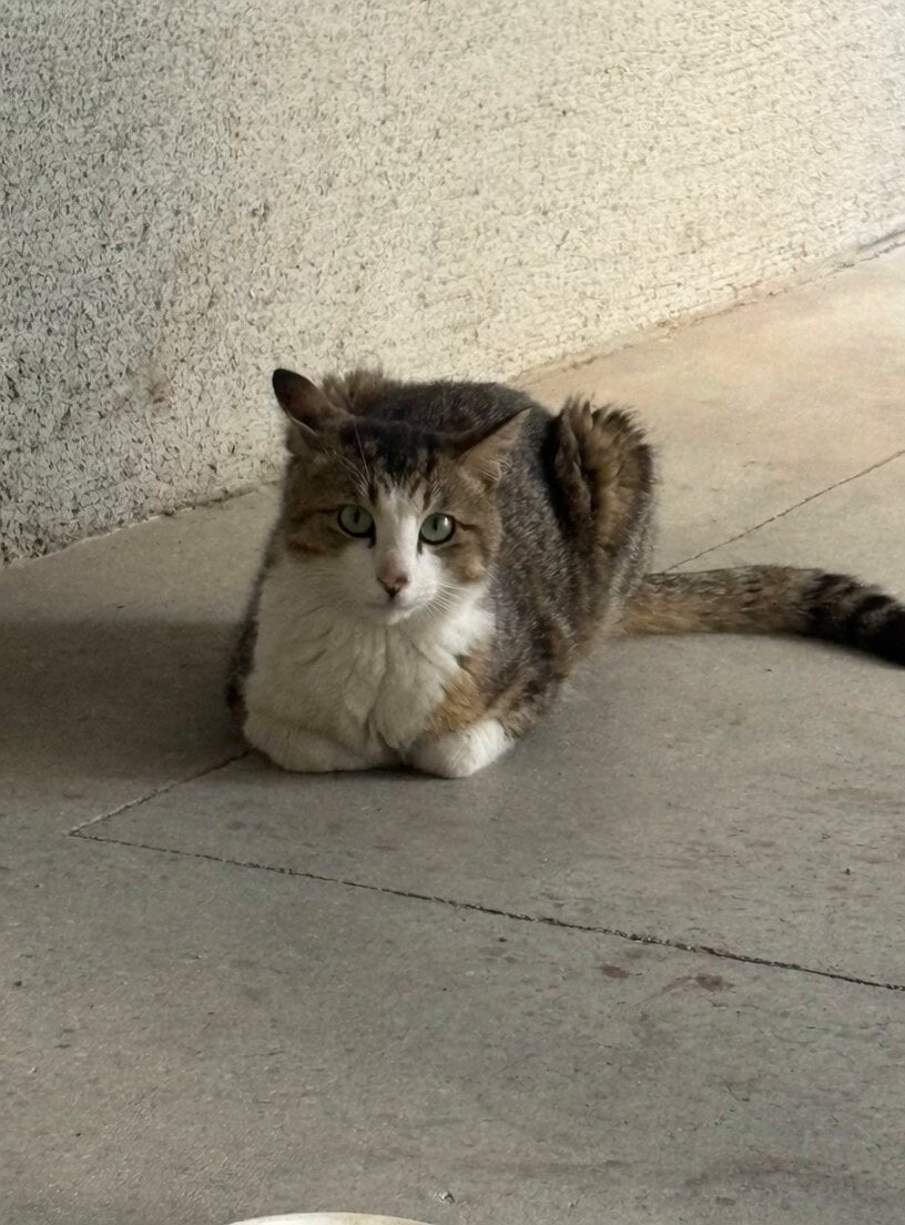 Lifelike Cat Animation