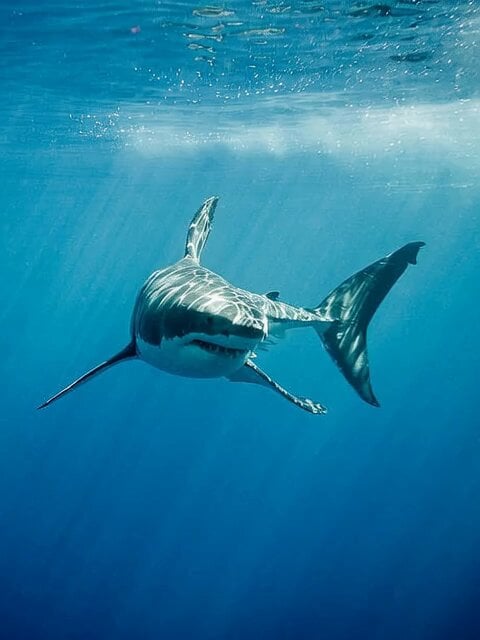 POV Shark Attack
