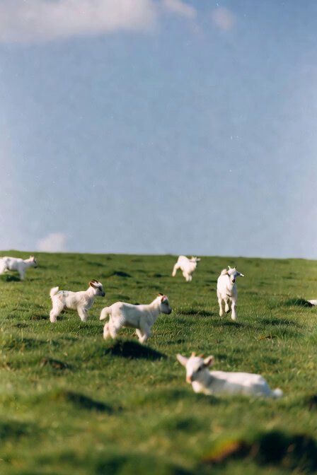 Goats Jumping to the Moon