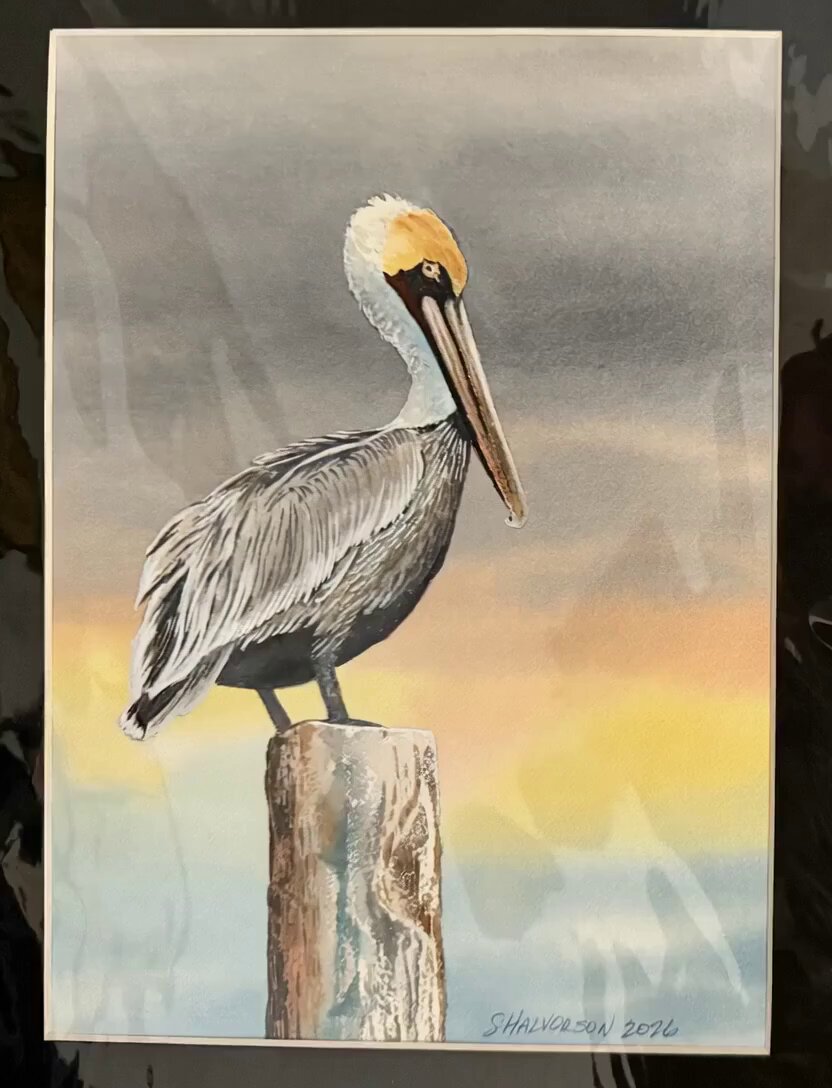 Animated Pelican Watercolor Painting