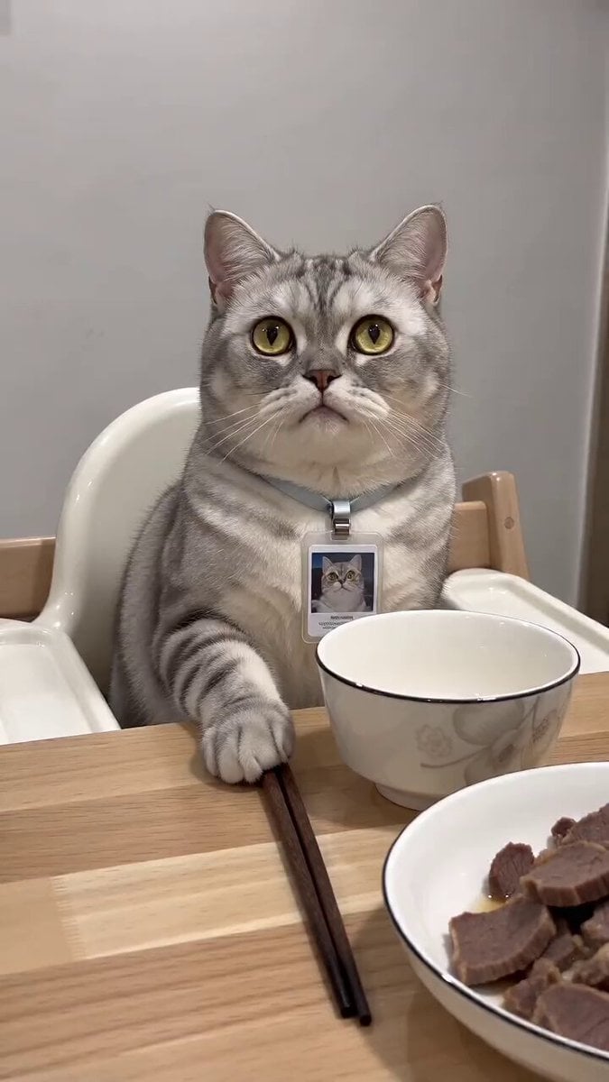 Realistic Talking Cat Interaction