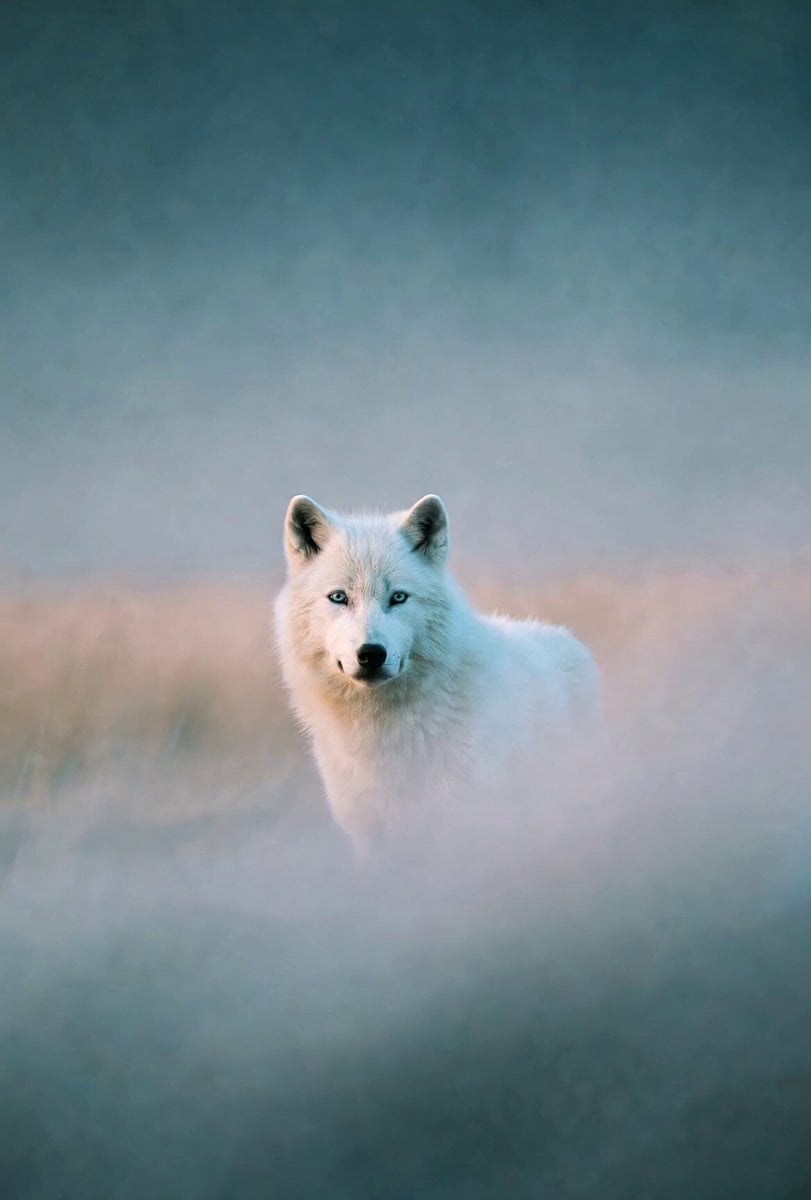 Misty Howling Morning Scene