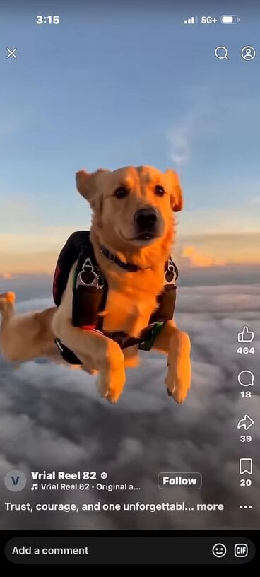 Skydiving Dog and Parachuting Penguin