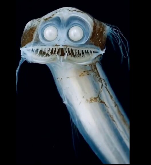Bioluminescent Abyssal Fish Cinematic Video