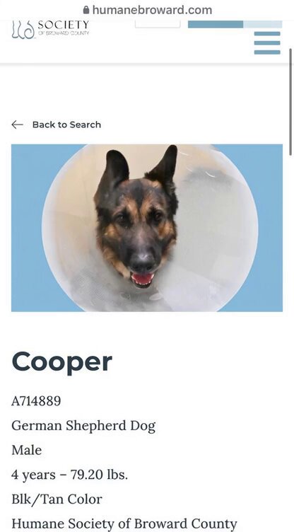 Animate shelter dog photo into adoption advertisement