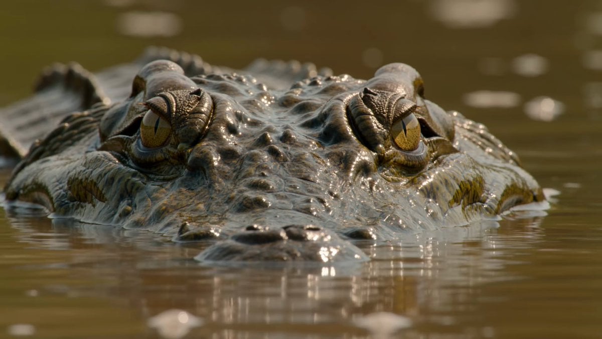Wildlife Documentary Reptile 4K