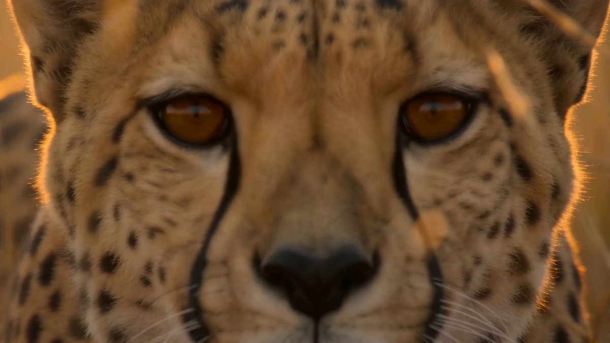 National Geographic African Cheetah Hunt Documentary