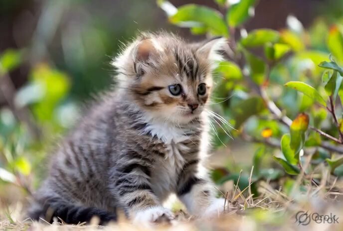 Photograph of a Fluffy Kitten Outdoors