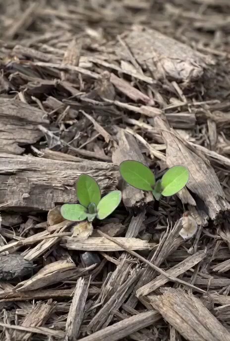 Time-lapse of black cherry sunflowers growing